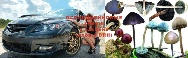 Галлюциногенные грибы Psilocybe  где можно купить наркотик  Волгореченск 